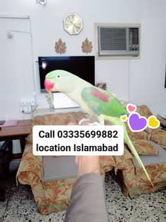 Hand Tamed Friendly Kashmiri Raw Female Parrot