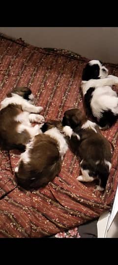 Shitzu / Shih Tzu highly pedigreed puppies for sale