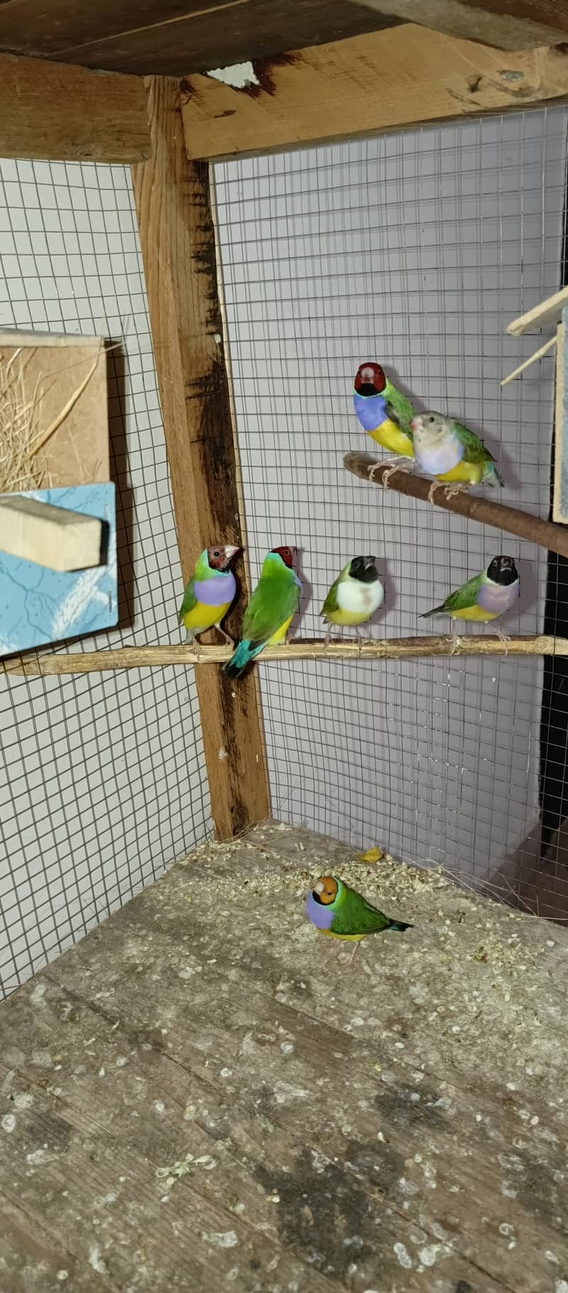 Gouldian finches 0