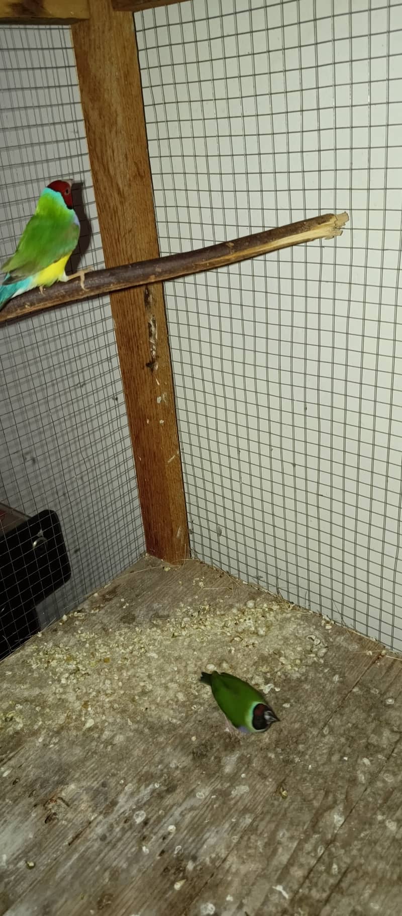 Gouldian finches 1