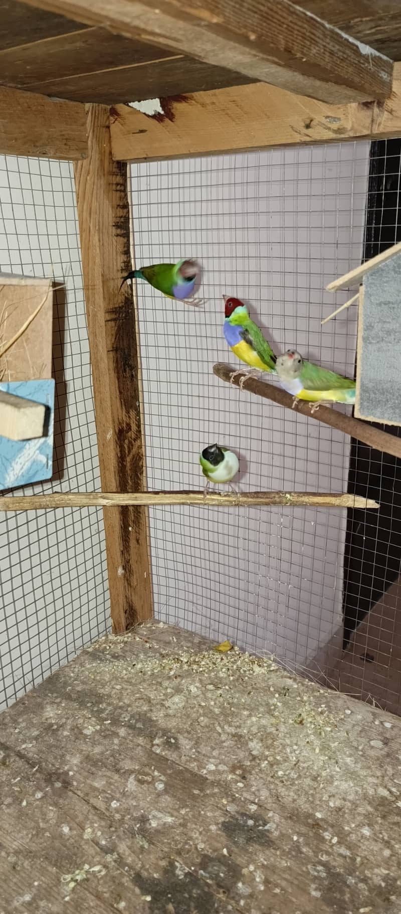 Gouldian finches 2