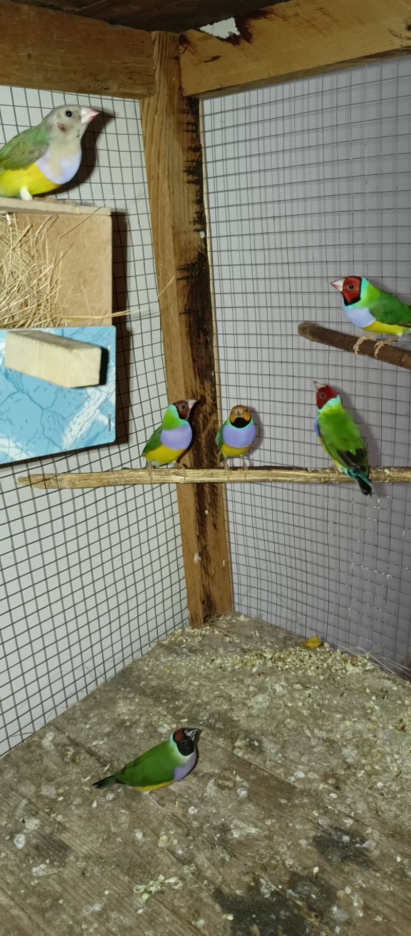 Gouldian finches 4