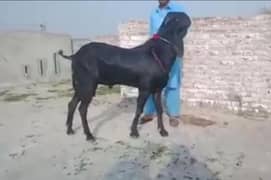 desi Bakra for urgent sale WhatsApp 0318,4661884