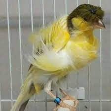 yellow finch