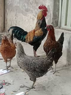 golden misri hen