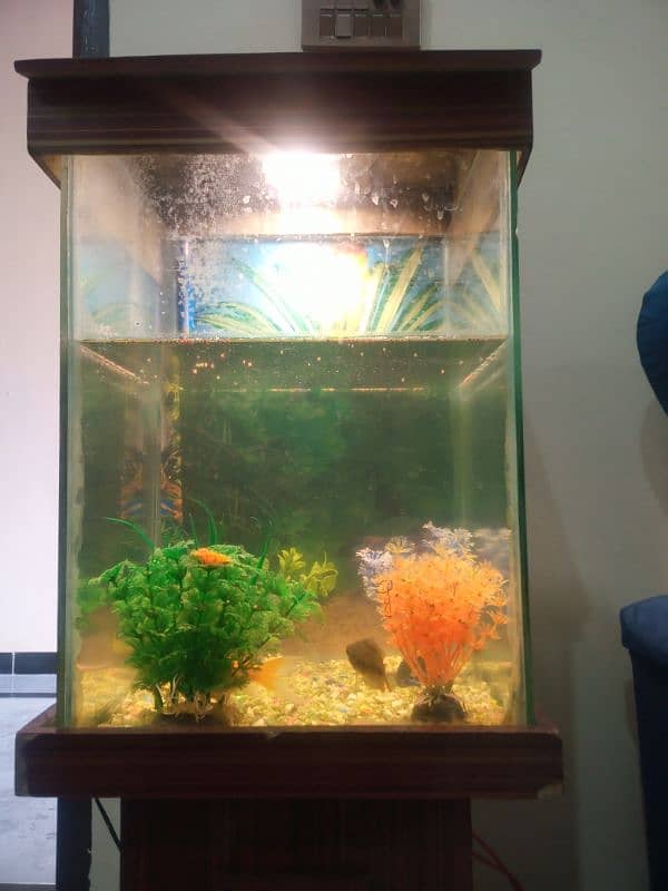 Fish Aquarium 1