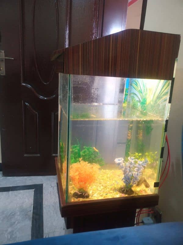 Fish Aquarium 4