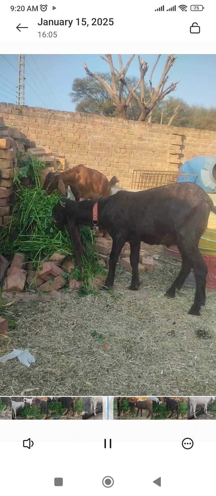 Beautiful goats for sale 0