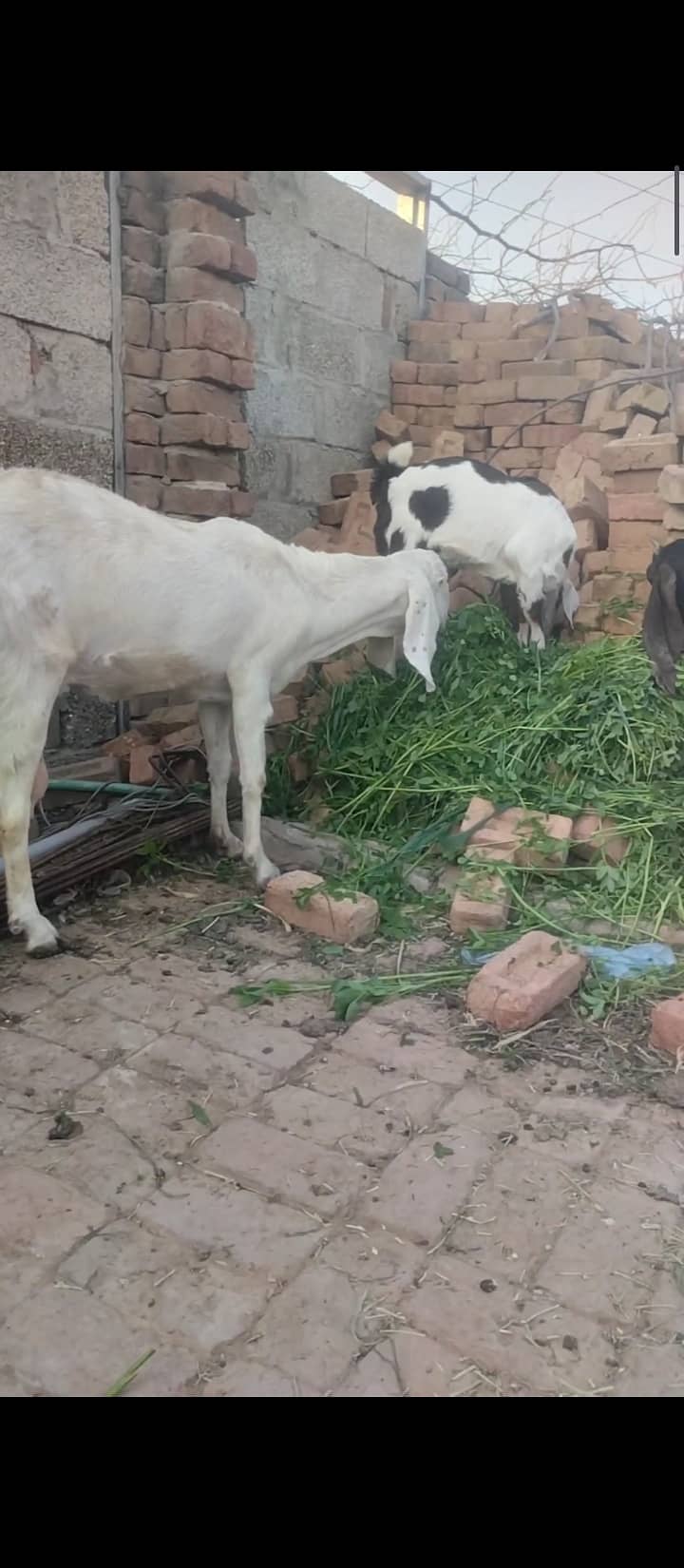 Beautiful goats for sale 1