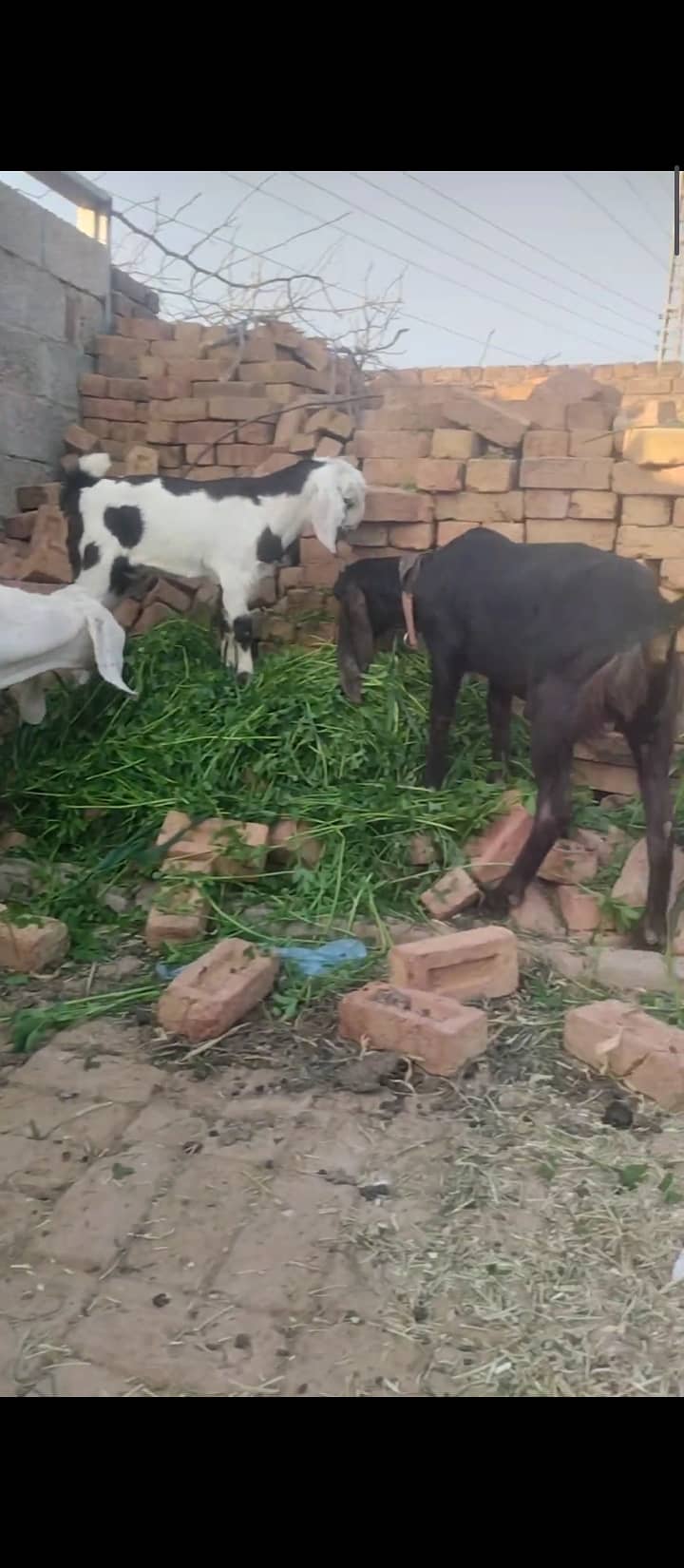 Beautiful goats for sale 2