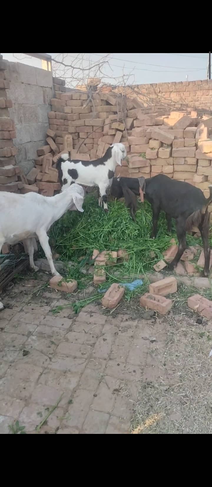 Beautiful goats for sale 3