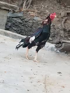 Lakha aseel hen for sale-