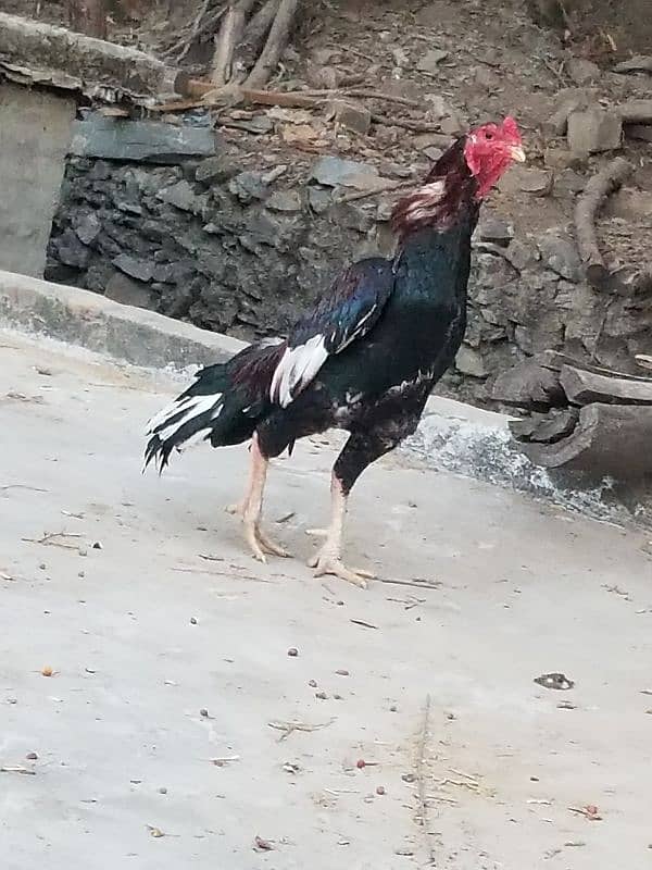 Lakha aseel hen for sale- 0