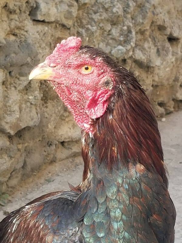 Lakha aseel hen for sale- 1