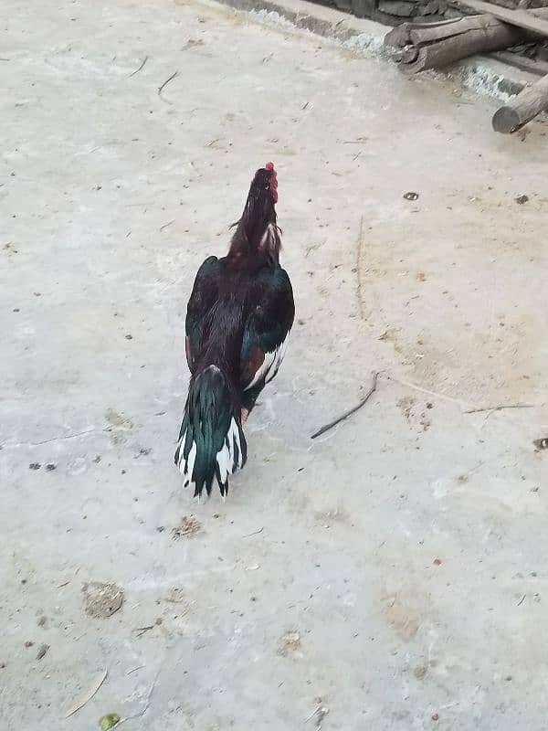 Lakha aseel hen for sale- 2