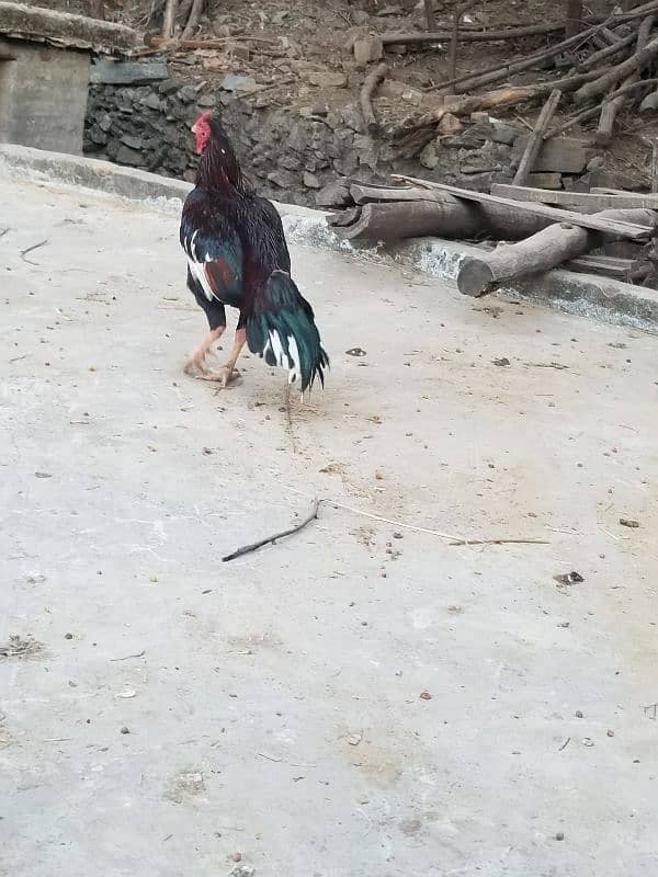 Lakha aseel hen for sale- 3