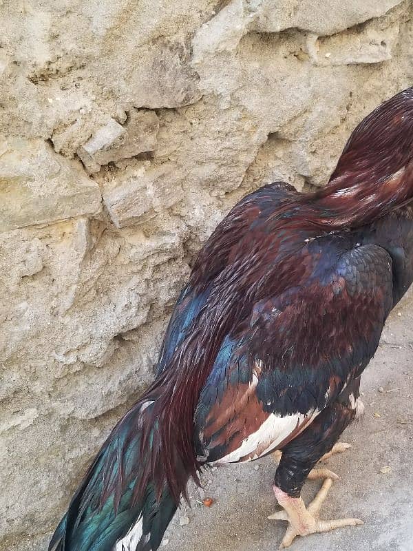 Lakha aseel hen for sale- 4