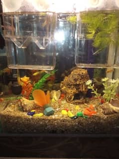 aquarium for sale