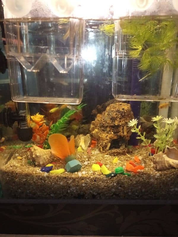 aquarium for sale 0