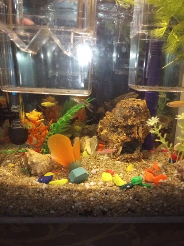 aquarium for sale 1