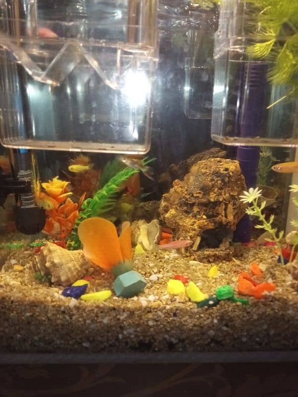 aquarium for sale 2