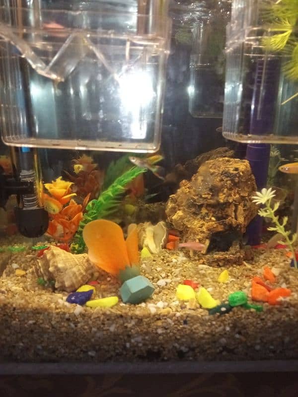 aquarium for sale 3