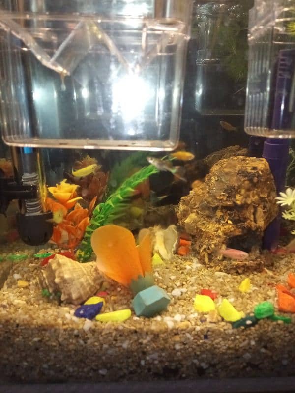 aquarium for sale 4