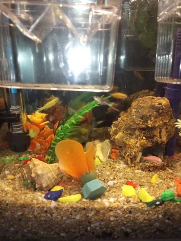 aquarium for sale 5