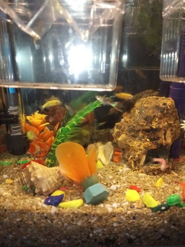 aquarium for sale 6