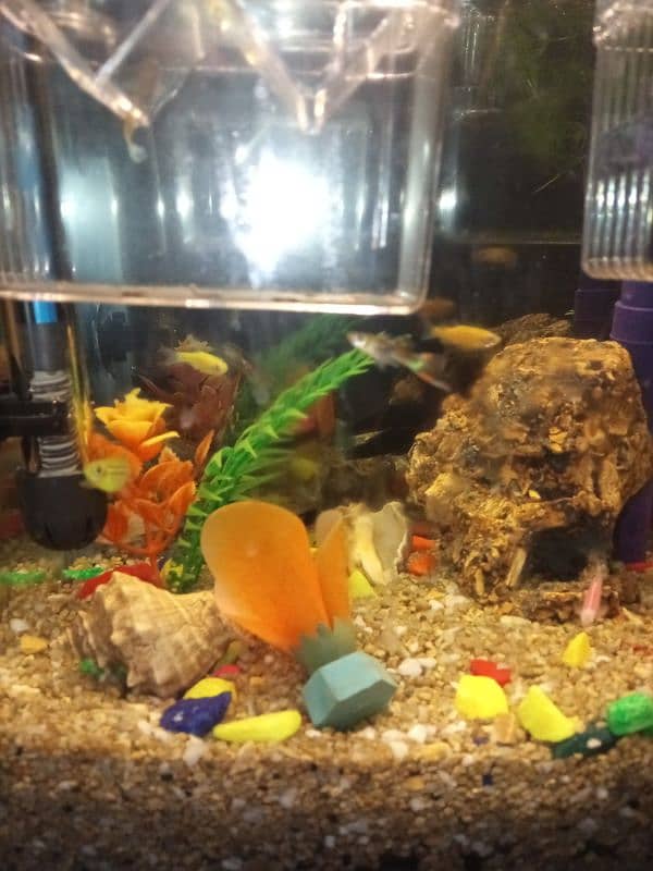 aquarium for sale 7