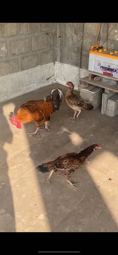 2 aseel egg laying hens 1 dasi misri hen