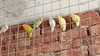 Breeder Love birds for sale Creamino Decino Albino Red eyes Parblues