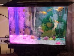 Aquarium For Sale