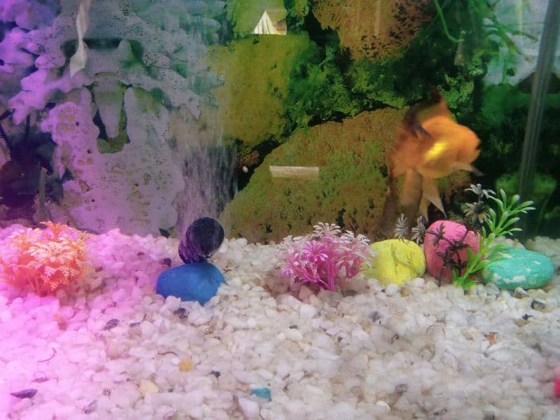 Fish Aquarium 4