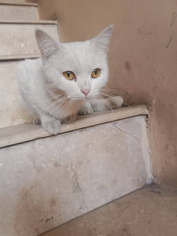 persian female Cat 1