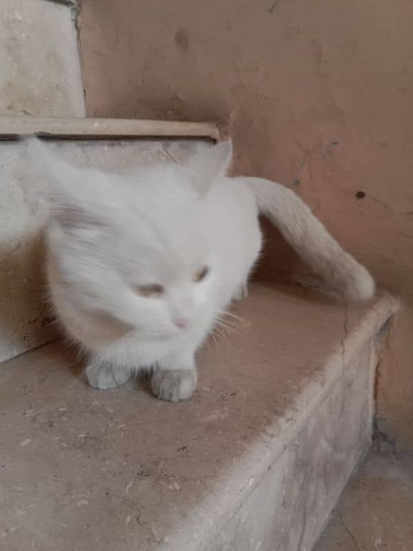 persian female Cat 5