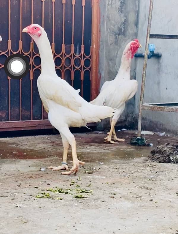 White O Shamo Chicks top quality 1