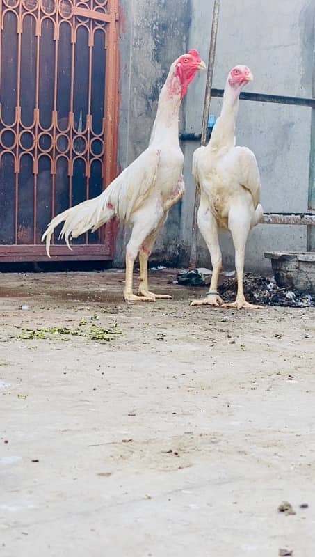 White O Shamo Chicks top quality 2