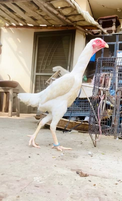 White O Shamo Chicks top quality 3