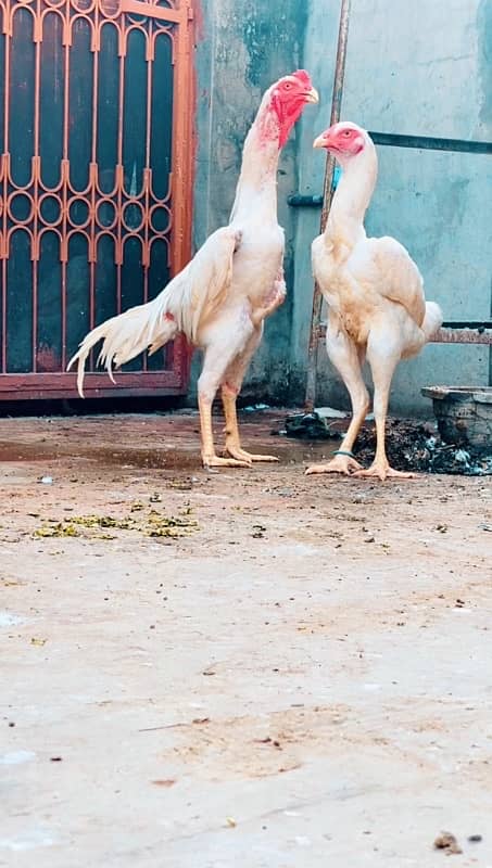 White O Shamo Chicks top quality 4