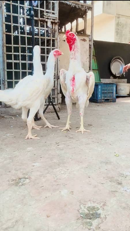 White O Shamo Chicks top quality 6