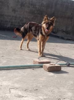 jarman shepherd female for sale