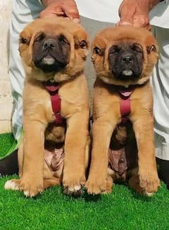 pevar Afghan Kuchi pair available full security Dog contact number