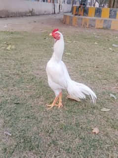 Heera Aseel Murg