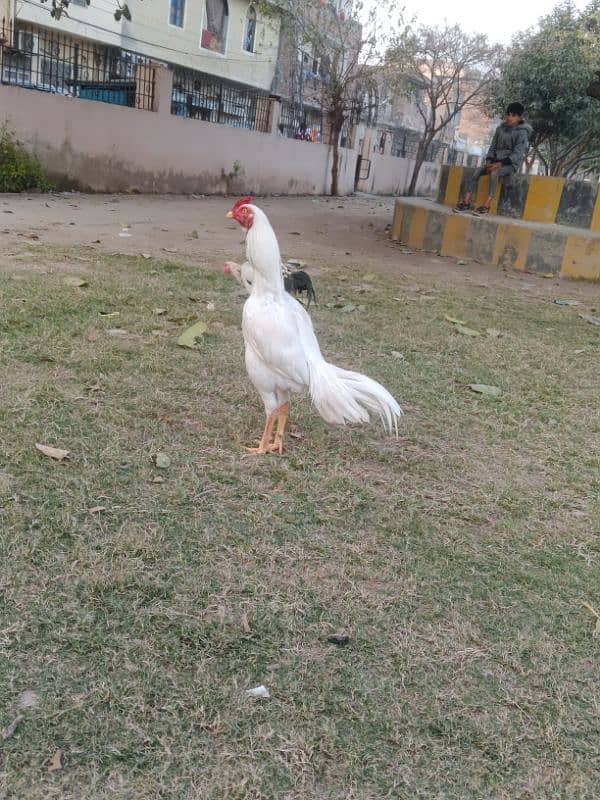 Heera Aseel Murg 1