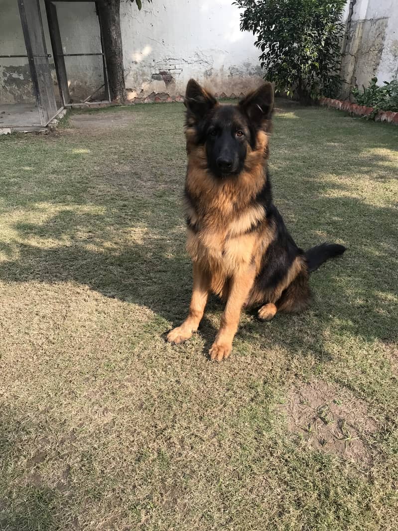 German Shepherd Male 0