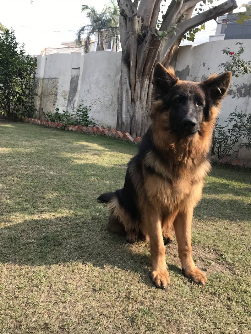 German Shepherd Male 2