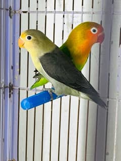 love birds Parblue / Green fesheri possible b2