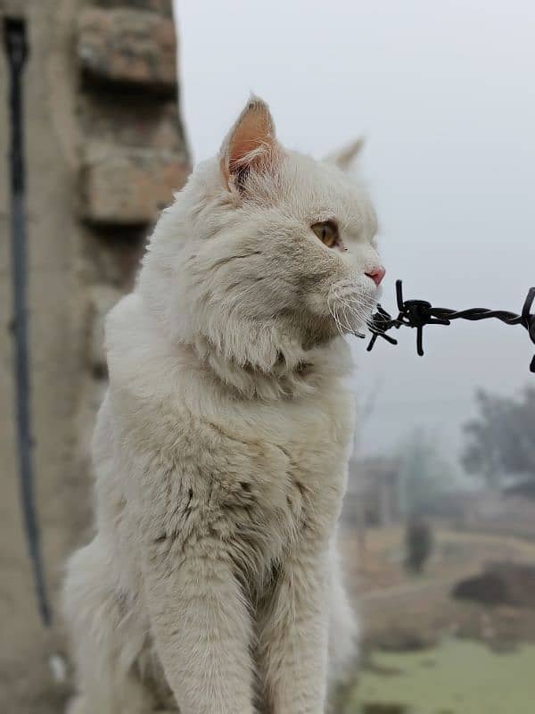 Persian Baby cat Male 1