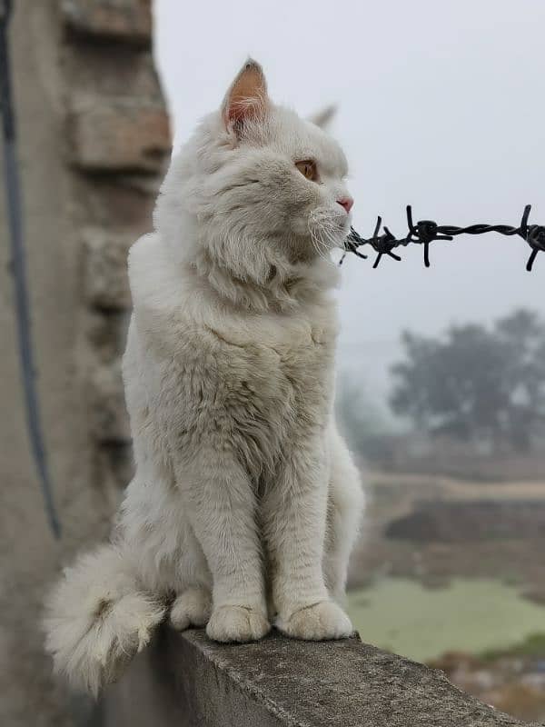 Persian Baby cat Male 2